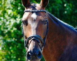 dressage horse Suzume (Hanoverian, 2006, from Salieri)