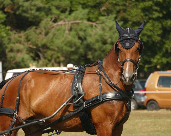 Pferd Leon (Sächs.-Thür. Schweres Warmbl., 2003, von Lord I 1446)