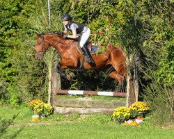 jumper Sindy IX CH (Swiss Warmblood, 2007, from Saphir von der Rossi CH)