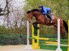 jumper Verdinand S (German Sport Horse, 2015, from Verdi)