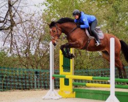 jumper Verdinand S (German Sport Horse, 2015, from Verdi)