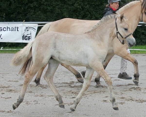 horse Maia (Fjord Horse, 2021, from Dexter)