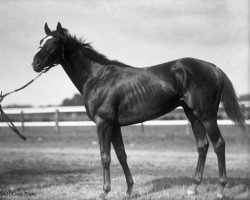 stallion Sir Barton xx (Thoroughbred, 1916, from Star Shoot xx)