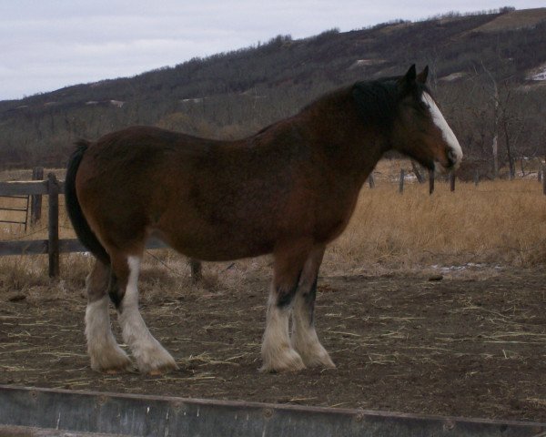 Zuchtstute Battle River Kerrie (Clydesdale, 1992, von Benefactor's Perfect Print)