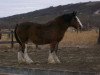 broodmare Battle River Kerrie (Clydesdale, 1992, from Benefactor's Perfect Print)