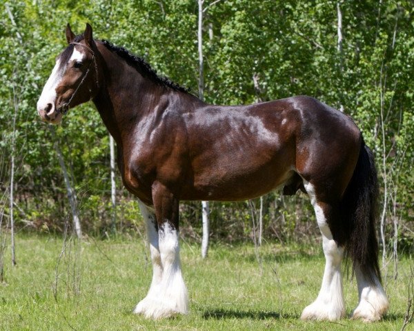 Deckhengst Battle River Jasper (Clydesdale, 2008, von Cranbrook's Mr. Jock)