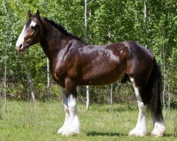 stallion Battle River Jasper (Clydesdale, 2008, from Cranbrook's Mr. Jock)