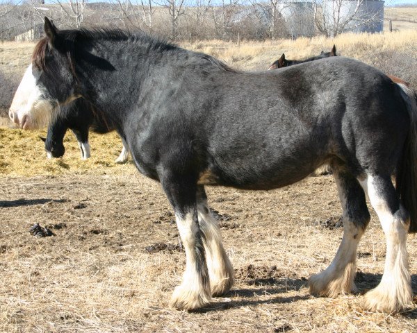 Zuchtstute Battle River Onyx (Clydesdale, 2005, von Grandview Sir El Capitan)