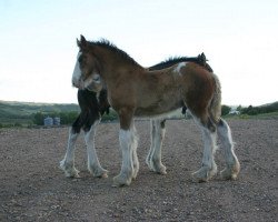 stallion Battle River Ink (Clydesdale, 2013, from Willow Way Bacardi)