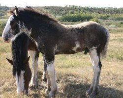 horse Battle River Gunsmoke Duncan (Clydesdale, 2012, from Joseph Lake's Gunsmoke)