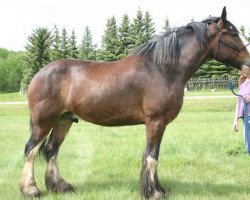 horse Battle River Gerry (Clydesdale, 2004, from Live Oak Commander)