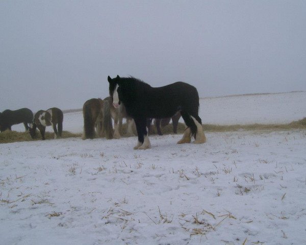 Zuchtstute Amethyst Ashley (Clydesdale, 1999, von Ayton Black Prince)