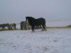 Zuchtstute Amethyst Ashley (Clydesdale, 1999, von Ayton Black Prince)