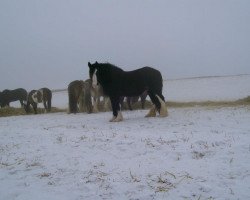 broodmare Amethyst Ashley (Clydesdale, 1999, from Ayton Black Prince)