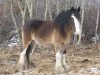 Zuchtstute Battle River Kali (Clydesdale, 1996, von Greendykes Pioneer)