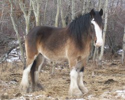 broodmare Battle River Kali (Clydesdale, 1996, from Greendykes Pioneer)