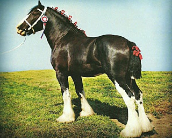 stallion Battle River Montgomery (Clydesdale, 2005, from Grandview Sir El Capitan)