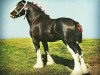 Deckhengst Battle River Montgomery (Clydesdale, 2005, von Grandview Sir El Capitan)