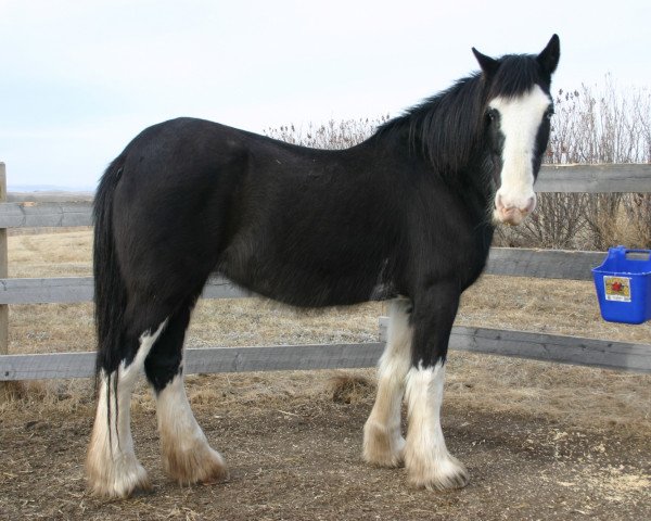 Zuchtstute Battle River Gillian (Clydesdale, 1991, von Rowdy's Pride of Blaine Lake)