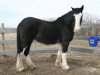 Zuchtstute Battle River Gillian (Clydesdale, 1991, von Rowdy's Pride of Blaine Lake)