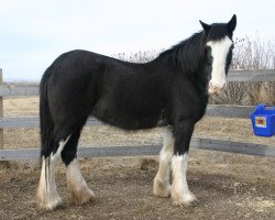 broodmare Battle River Gillian (Clydesdale, 1991, from Rowdy's Pride of Blaine Lake)