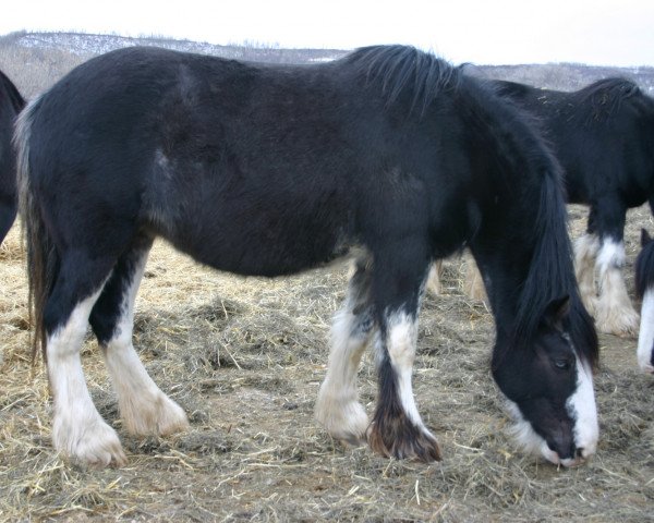 broodmare Battle River Glenna (Clydesdale, 2004, from Grandview Sir El Capitan)