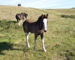 broodmare Battle River Georgia (Clydesdale, 2011, from Joseph Lake's Gunsmoke)