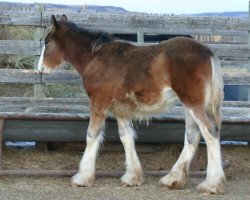 Pferd Amethyst Keagan (Clydesdale, 2011, von Grandview Sir El Capitan)