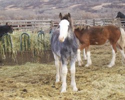 horse Battle River Charlie (Clydesdale, 2011, from Grandview Sir El Capitan)