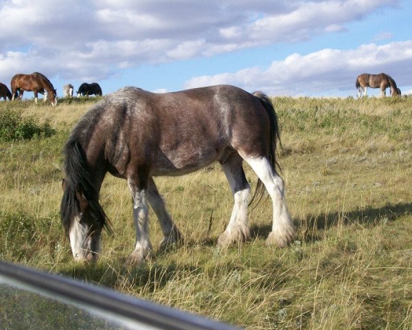 Pferd Battle River Ryely (Clydesdale, 2002, von Grandview Sir El Capitan)