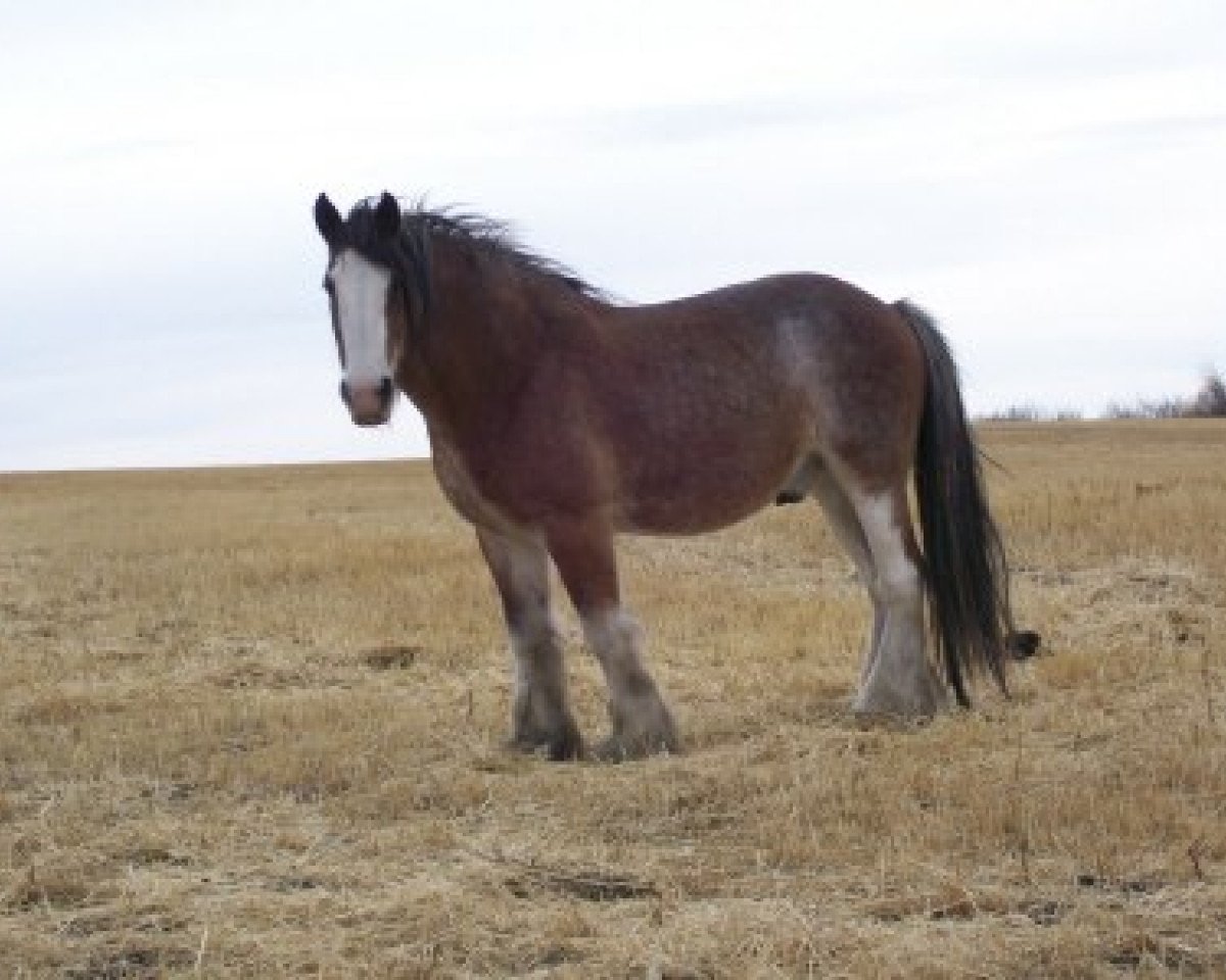horse Battle River George (Clydesdale, 1991, from Benefactor's Perfect Print)