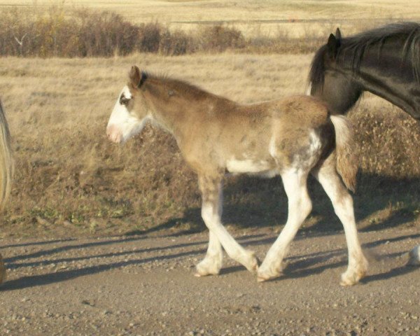 Pferd Battle River Quinn (Clydesdale, 2011, von Cranbrook's Mr. Jock)