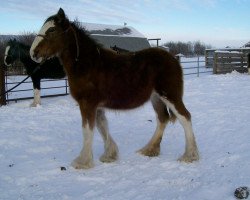 Zuchtstute Battle River Eva (Clydesdale, 2010, von Cranbrook's Mr. Jock)