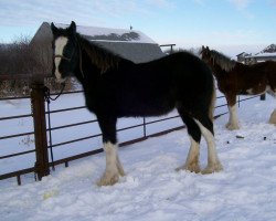 stallion Battle River Angus (Clydesdale, 2010, from Joseph Lake's Gunsmoke)