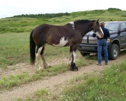 broodmare Battle River Diva (Clydesdale, 2005, from Joseph Lake's Gunsmoke)