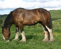 horse Battle River Dean (Clydesdale, 2010, from Cranbrook's Mr. Jock)