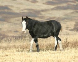 Pferd Battle River Dante (Clydesdale, 2012, von Cranbrook's Mr. Jock)