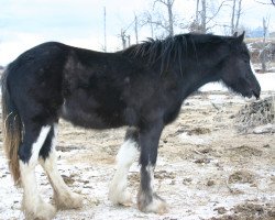 Zuchtstute Battle River Chelsea (Clydesdale, 2010, von Joseph Lake's Gunsmoke)