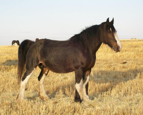 Zuchtstute Battle River Diamond (Clydesdale, 1996, von Hill Topper Perfect Motion)