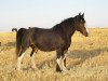 Zuchtstute Battle River Diamond (Clydesdale, 1996, von Hill Topper Perfect Motion)