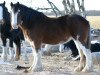 Zuchtstute Battle River Casey (Clydesdale, 1996, von Greendykes Pioneer)