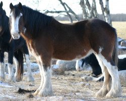 Zuchtstute Battle River Casey (Clydesdale, 1996, von Greendykes Pioneer)