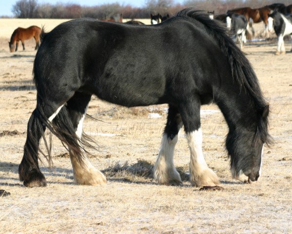 Zuchtstute Battle River Rochelle (Clydesdale, 2001, von Grandview Sir El Capitan)