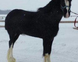 stallion Battle River Bennett (Clydesdale, 2012, from Joseph Lake's Gunsmoke)