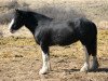 Zuchtstute Battle River Audra (Clydesdale, 2007, von Grandview Sir El Capitan)