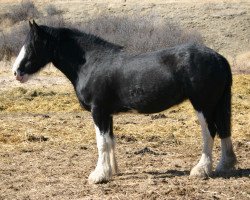 Zuchtstute Battle River Audra (Clydesdale, 2007, von Grandview Sir El Capitan)