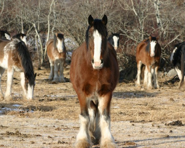 broodmare Battle River Aubrey (Clydesdale, 2004, from Grandview Sir El Capitan)