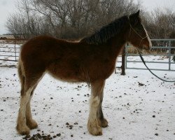 Zuchtstute Battle River Annie (Clydesdale, 2011, von Grandview Sir El Capitan)