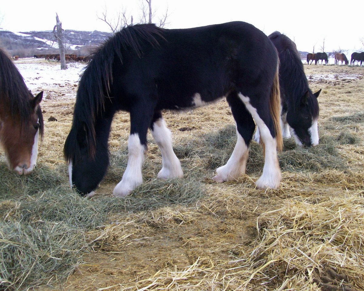 broodmare Battle River Angela (Clydesdale, 2009, from Grandview Sir El Capitan)
