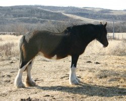 Zuchtstute Battle River Amber (Clydesdale, 1998, von Live Oak Commander)